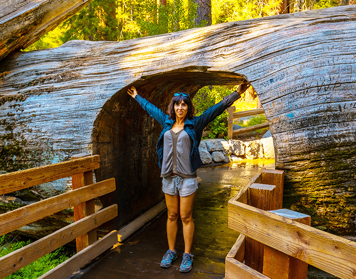Exploration des forêts millénaires